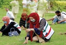 Massive tree plantation campaign to be launched in Rawalpindi Division: Hafiz Sajjad Plantation - The News Today - TNT-