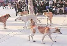 Six-year-old dies after being bitten by stray dog Dog - The News Today - TNT