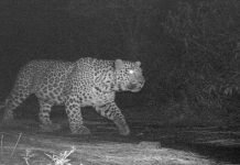 Margalla Hills to get first ever Leopard reserve soon: Malik Amin Leopard - The News Today - TNT