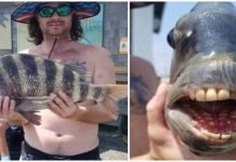 ‘Sheepshead fish’ with teeth like humans found in US Sheephead - The News Today - TNT