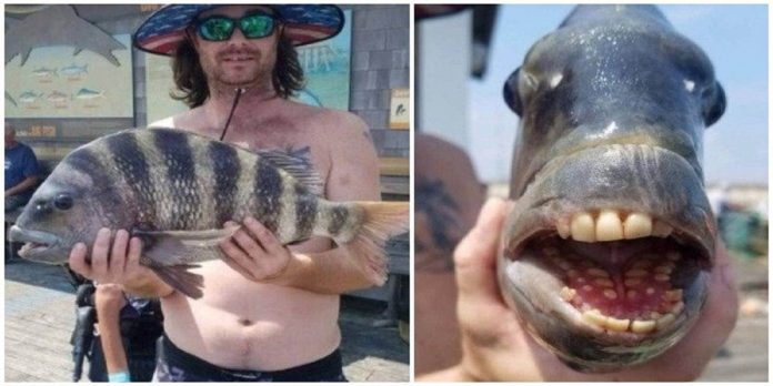 Sheephead - The News Today - TNT