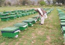 Honey-bee farm set up in Lodhran to provide transgenders opportunity to earn hives - The News Today - TNT