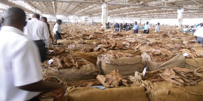 Tobacco - The News Today - TNT