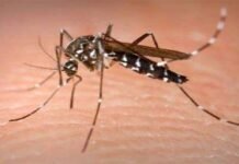 84 more dengue cases reported in Islamabad Dengue - The News Today - TNT