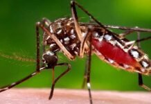 Anti-dengue campaign launched in Islamabad after rapid rise in cases Dengue - The News Today - TNT