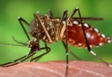 Four virus strains found: Sharp hike in dengue cases, critical patients in Lahore Dengue - The News Today - TNT