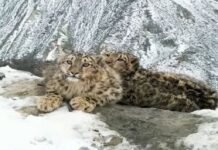 Snow leopard cubs spotted in Khunjerab National Park Pakistan Leopard - The News Today - TNT
