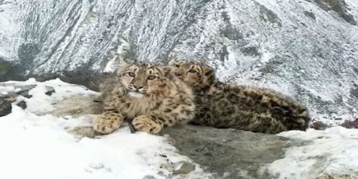 Leopard Leopard - The News Today - TNT