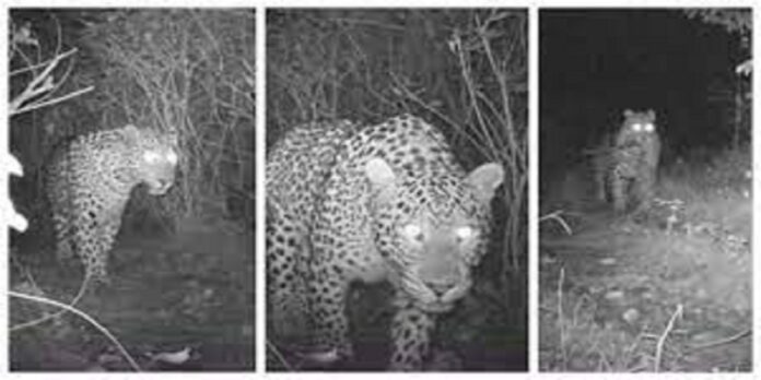 Leopards - The News Today - TNT