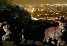 Premier orders setting up of leopard preservation zone on Margalla Hills Leipards - The News Today - TNT