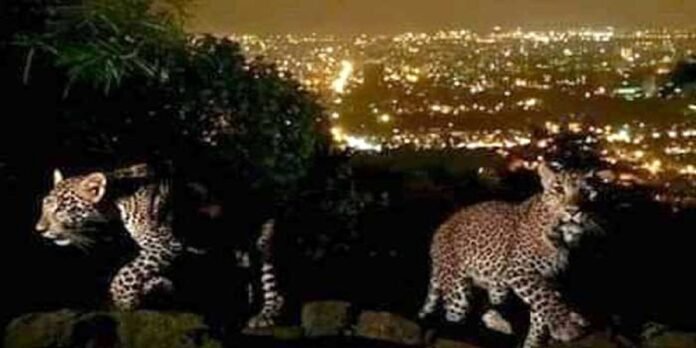 Leipards - The News Today - TNT