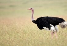 Lahore man chokes ostrich to death in bid to save it from road accident Ostrich - The News Today - TNT