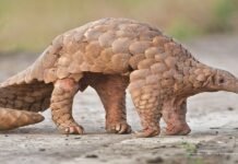 Villager injures rare pangolin in Margalla Hills Pangolin - The News Today - TNT