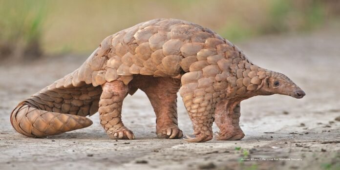 Pangolin - The News Today - TNT