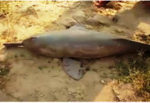 Stranded Indus dolphin found dead in Khairpur Dolphin - The News Today - TNT