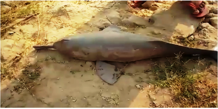 Dolphin - The News Today - TNT