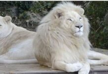 Karachi Zoo director dismissed after rare white lion’s death Lion - The News Today - TNT
