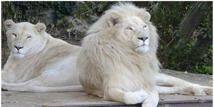 Lion - The News Today - TNT