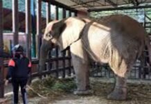 Elephants at safari park, Karachi zoo suffer food shortages and health issues