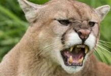 Child injured in pet lion attack