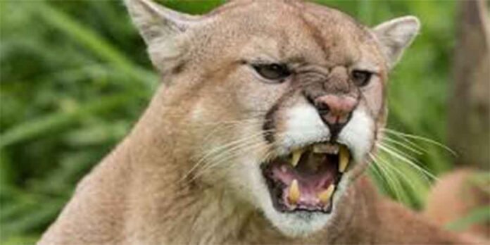 Angry Loin