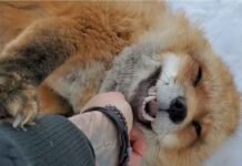 Man arrested for tying up wild fox with ropes
