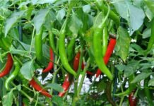 Demand for Pakistani chilli in international market dropped due to aflatoxin and fungus