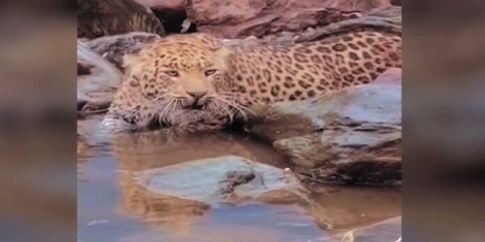 Injured leopard - The News Today - TNT