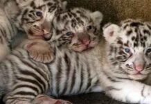 Tiger, leopard cubs stolen from private zoo in Karachi