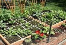Islamabadites move towards Kitchen gardening for better living garden - The News Today - TNT
