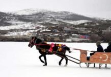 Tourist Attraction: One-horse open sleigh ride across frozen Cildir lake Horse - The News Today - TNT