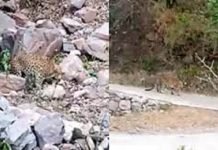 Azad Kashmir: Locals kill leopard after it enters residential area Leopard - The News Today - TNT