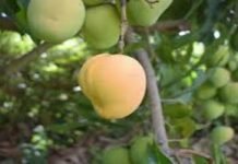Extreme hot weather conditions fears decline of 10 to 30% in wheat, mango yield: Experts Mango - The News Today - TNT