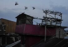 Kabotar Bazi, pigeon keeping touching its peak in Srinagar, despite uncertainty Pigeon - The News Today - TNT