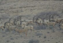 Population of rare wild goat growing in Pakistan; ibex soars to 20,000 Wild Goat - The News Today - TNT
