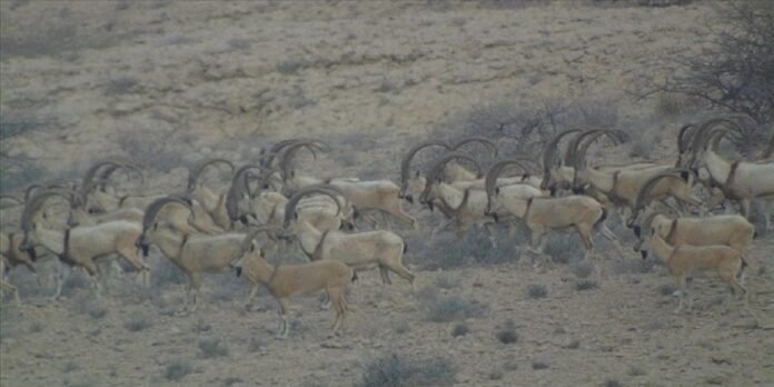 Wild Goat Wild Goat - The News Today - TNT