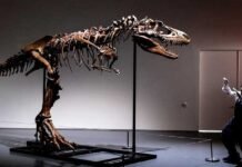76 million-year-old rare Gorgosaurus skeleton to be auctioned in NYC Dinosaur - The News Today - TNT