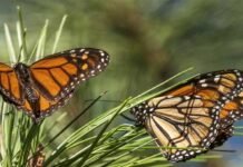 Beloved and beautiful ‘monarch butterfly’ now listed as endangered Monarch - The News Today - TNT