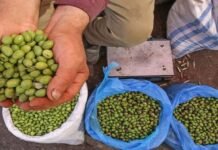 Pak-China olive cooperation possesses immense potential Olive - The News Today - TNT