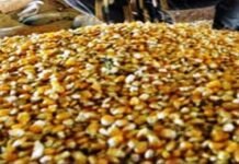 China prime market for Pakistan’s sesame seed Sesame seed - The News Today - TNT
