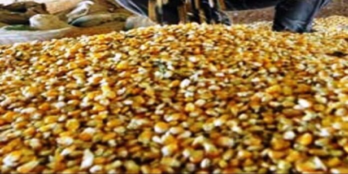 Sesame seed - The News Today - TNT