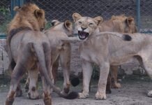 Lahore Safari Zoo to auction a dozen lions Lahore - The News Today - TNT