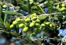Grafting wild olives, producing other oil seeds help Pakistan become 5th oil producing country Olive - The News Today - TNT