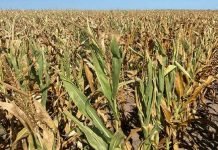 Droughts, Ukraine war push global grain stocks toward worrying decade low Grain - The News Today - TNT