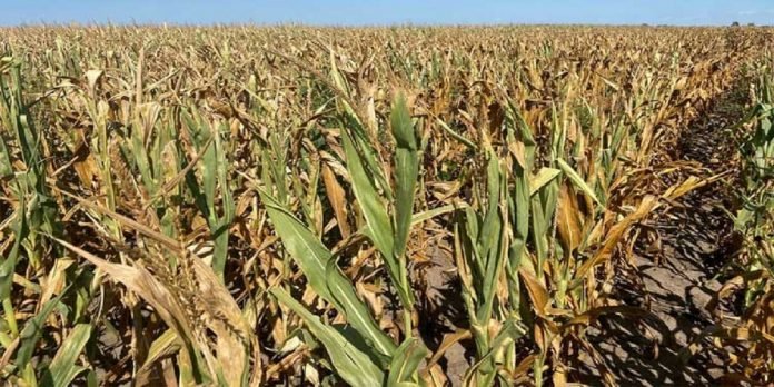 Grain Grain - The News Today - TNT