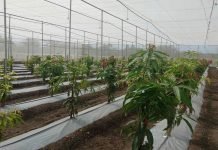 Why are KSA, UAE investing in agri-livestock? Agri - The News Today - TNT