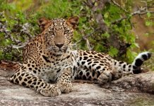 In rare appearance, leopards spotted in Islamabad’s Saidpur Leopard - The News Today - TNT