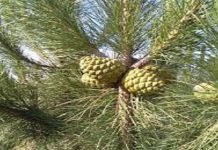 Fruit fly adversely affected pine nuts in South Waziristan Pine nut - The News Today - TNT