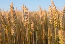 Punjab may fall short of wheat sowing target this season wheat - The News Today - TNT