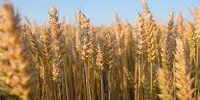 wheat wheat - The News Today - TNT
